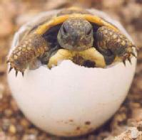 Cría de tortuga mediterránea