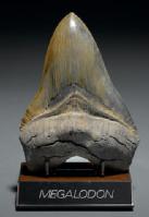 Diente fosil del tiburón Carcharocles megalodon