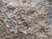 Es un conjunto de fósiles de ammonites en una roca. (1)