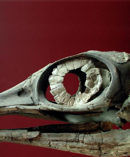 ophthalmosaurus 