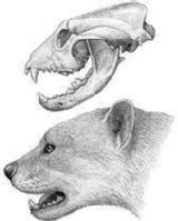 Representación del simocyon batalleri a partir de su cráneo y mandibulas