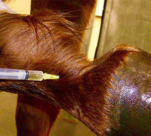 Foto de una inyección intraarticular de hialuronato en un caballo