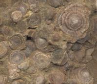 Nummulites fosilizados.