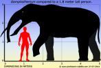 Comparación tamaño de Gomphoterium con ser humano